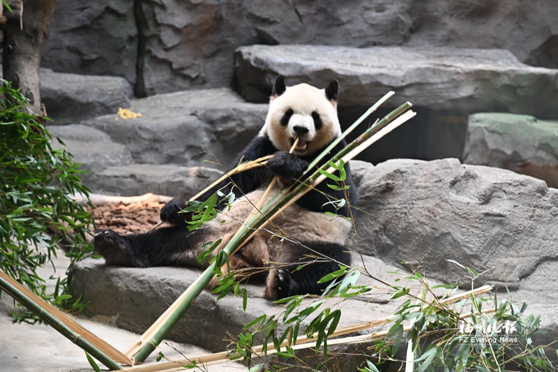 “国宝天团”的大梦山之春初体验