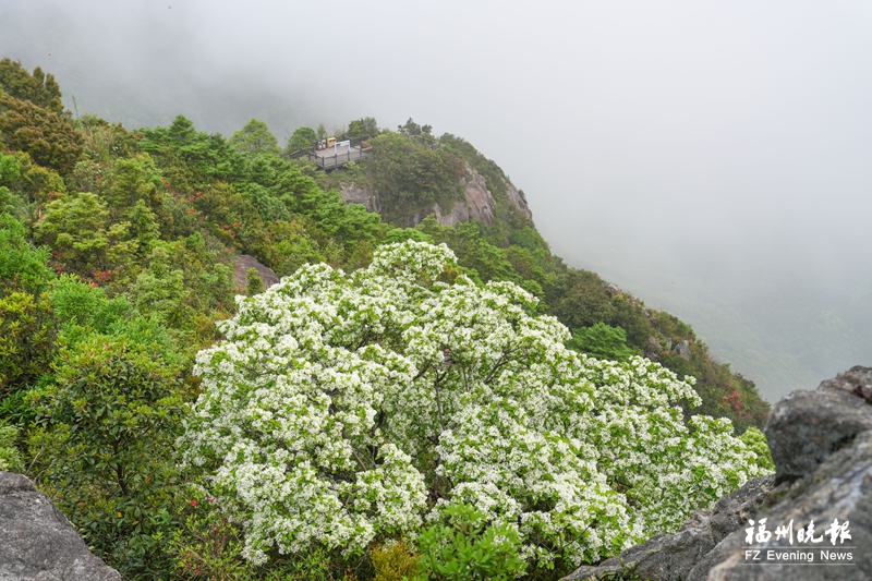 流苏花开 漫山洁白